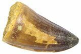 Fossil Mosasaur (Prognathodon currii) Tooth - Rare Type #364139-1